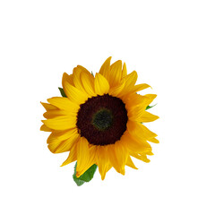 Obraz premium A vibrant sunflower with bright yellow petals and a dark brown center against a white background. isolated on white background