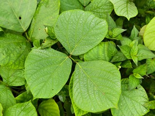 Mucuna bracteata leaves in the morning