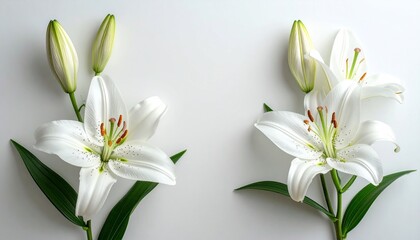 Fototapeta premium White lilies blooming with buds on stems overhead shot