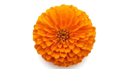 Single Orange Zinnia Flower Isolated bloom blossom