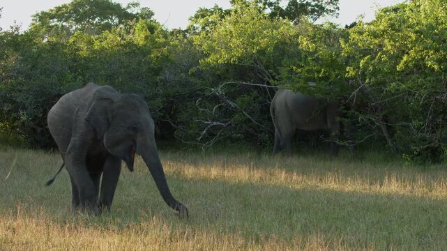 Two wild Asian elephants (Elephas maximus) feeding at the edge of a tropical forest during warm golden hour light in Sri Lanka. Natural grazing behavior in a grassy clearing surrounded by vegitstion
