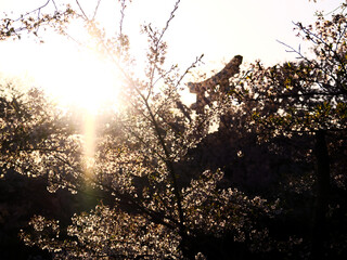 夕焼けの桜と鳥居の風景
