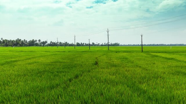 Areal short of Paddy Field Kuttanad Taluk, Alappuzha, Kerala Rice cultivation in Kuttanad ,alappy
