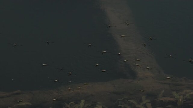 Water Striders Glide Over the River Surface, Close up Shot.