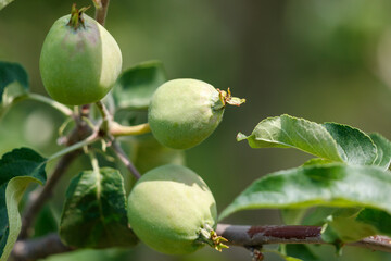 Three green apples are hanging from a tree © schankz