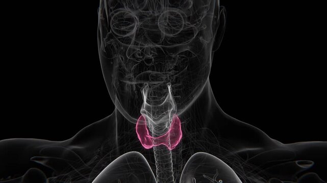 Normal Thyroid to Hyperthyroidism in HD Video | Normal to Thyroid Disorders HD Video