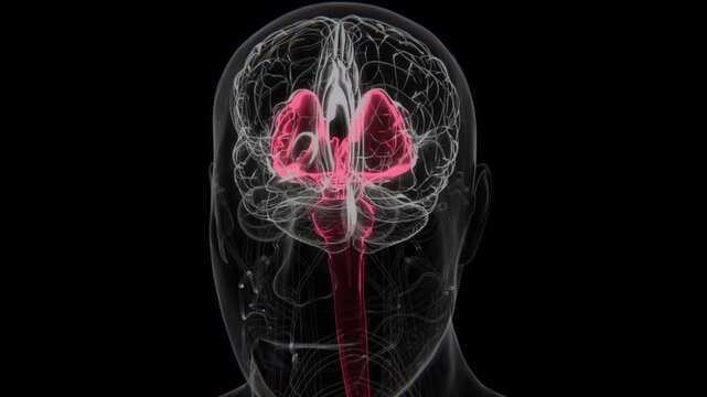 Parkinson&rsquo;s Disease effected organs in Vertical X-Ray Video | Substantia Nigra Basal Ganglia Indication in Vertical X-Ray HD Video | Parkinson&rsquo;s Disease