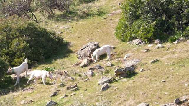 A pack of white hunting dogs (a pack of hounds) find and bite a dead mouflon on a rocky hillside. Natural light, wide shot. Concept of hunting traditions, hounds, and animal instinct.