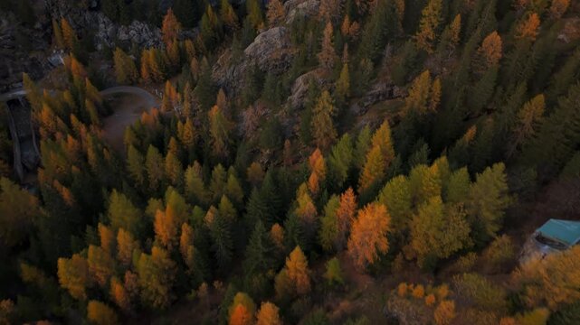 Aerial view of Valmalenco Diga Campo Moro dam and an autumnal forest in Italy The drone shot captures the dam road and trees displaying fall colors in the Italian Alps.