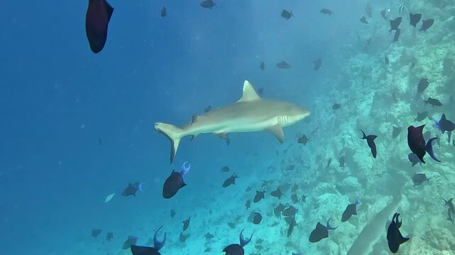 Fish Tank and Vaavu Shipwreck  with vibrant deep sea and dance of the Reef Fish at Maldives
