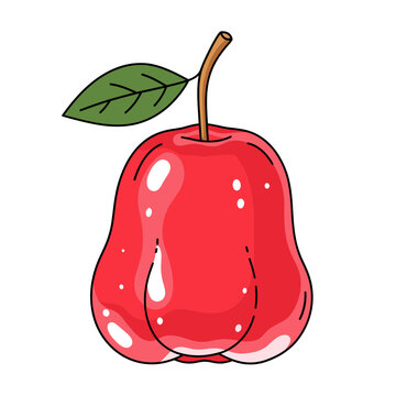 A colorful drawing of a red wax apple with a green leaf and stem. Isolated transparent background ( include cut-out PNG file )