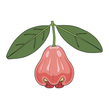 Pink wax apple fruit hanging from a stem with two green leaves Isolated transparent background ( include cut-out PNG file )