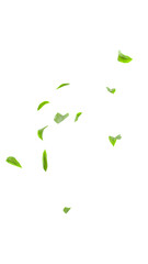 Green leaves copy space transparent 3D render