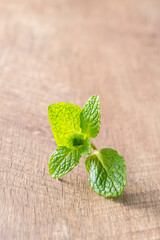 香りの良いミントの葉