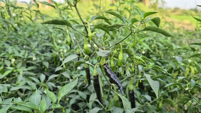 Professional RAW eye level close-up shot of fresh green and dark chilies (Morich) growing in a farm field in Bangladesh, 4K UHD 30fps.