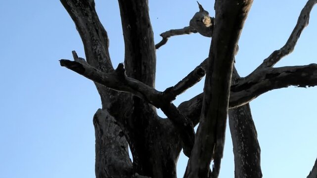 Closeup of a leafless dry tree