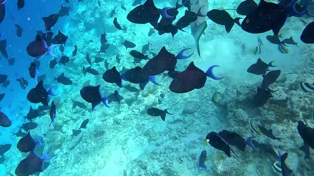 Fish Tank and Vaavu Shipwreck  with vibrant deep sea and dance of the Reef Fish at Maldives