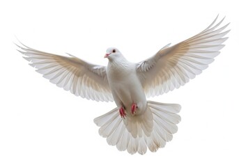 Obraz premium Graceful white dove in mid-flight against a plain background