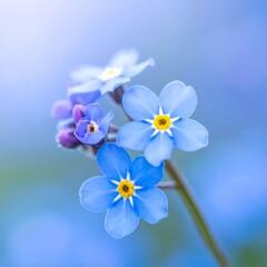 A close-up of delicate blue flowers with yellow centers