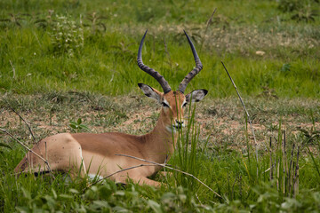 Obraz premium Wild impala with beautiful horns in natural grassland environment