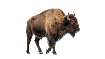 Fototapeten Bison Bison walks isolated on transparent background cut out  © Ivan