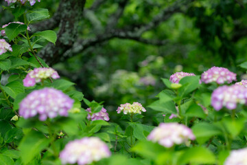 アジサイをマクロレンズで撮影