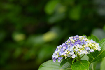 アジサイをマクロレンズで撮影