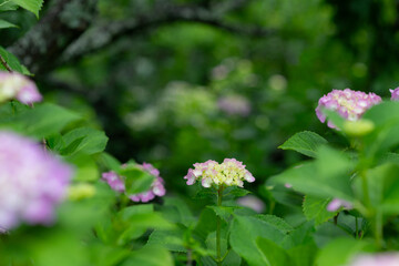 アジサイをマクロレンズで撮影
