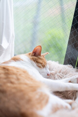 窓辺で眠る可愛い猫　茶トラ白	