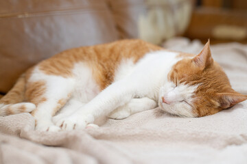 お気に入りの場所でくつろぐ可愛い猫　茶トラ白	
