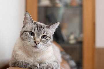 見つめる猫　シャムトラ猫	