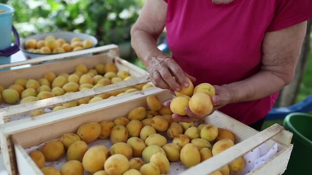 Senior woman carefully sorting apricots freshly picked apricots into wooden crates. Close-up of hands and ripe yellow-orange fruit in natural outdoor setting. Homegrown quality and rural lifestyle.
