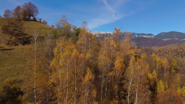 Cinematic Autumn Village Reveal behind Golden Birch Trees in Pestera Valley under Piatra Craiului Mountains Aerial Ascending Shot 4K Graded