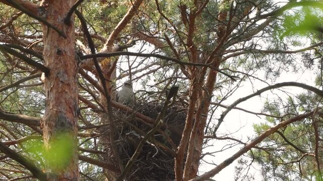 A goshawk in its nest. A goshawk sits in a large nest in the top of a pine tree. The wind gently sways the trees.