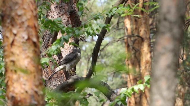 A goshawk after a hunt. A goshawk perches on a pine tree, pinning its prey to a branch with its talons, and looks around. Then it flies away with its prey in its talons.