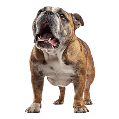 Obraz premium Playful Bulldog Standing with Expressive Face
