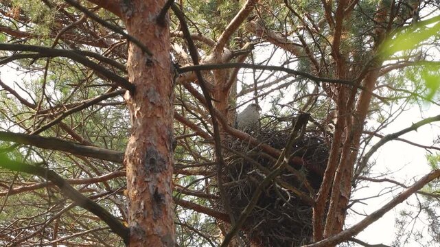 A goshawk in its nest. A goshawk sits in a large nest in the top of a pine tree, scratching its head with its paw. The wind gently sways the trees.