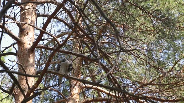 A goshawk perched on a tree. A goshawk perches on a pine branch. The bird preens its feathers with its beak and scratches its head with its claw.