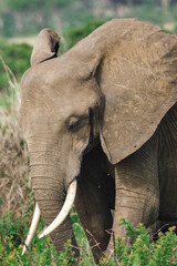 Wild elephants protecting their young baby in natural habitat