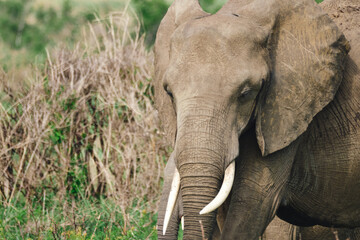 Wild elephants protecting their young baby in natural habitat