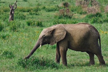 Wild elephants protecting their young baby in natural habitat