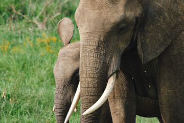 Wild elephants protecting their young baby in natural habitat