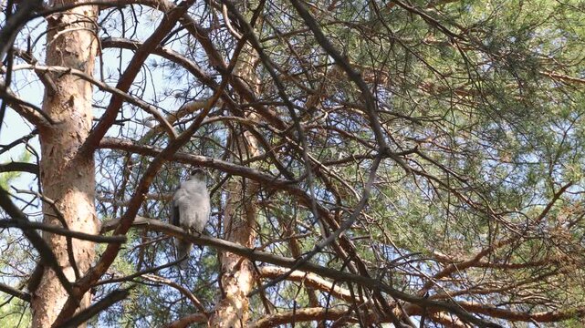 A goshawk in a tree. The bird sits on a pine branch. It defecates and quickly flies down.