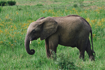 Wild elephants protecting their young baby in natural habitat