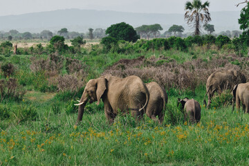 Wild elephants protecting their young baby in natural habitat