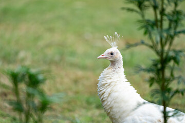 bright peacock head is a stunning sight to behold. The vibrant colors and intricate details of the feathers are clearly visible, showcasing the beauty and majesty of this stunning bird