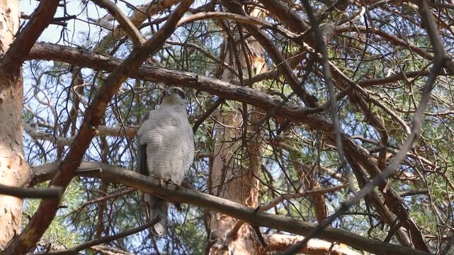 A goshawk perched on a tree. The bird sits on a pine branch and watches for prey.