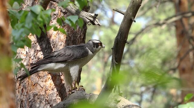 A goshawk after a hunt. A goshawk perches on a pine tree, pinning its prey to a branch with its paws, and looks around.