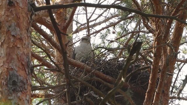 A goshawk in its nest. A goshawk sits in a large nest in the top of a pine tree. The wind gently sways the trees.