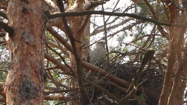 A goshawk in its nest. A goshawk sits in a large nest in the top of a pine tree. The wind gently sways the trees.